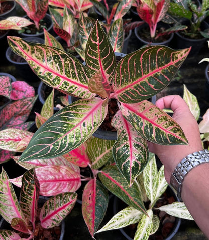 Aglaonema “Ban Lang Tabtim”