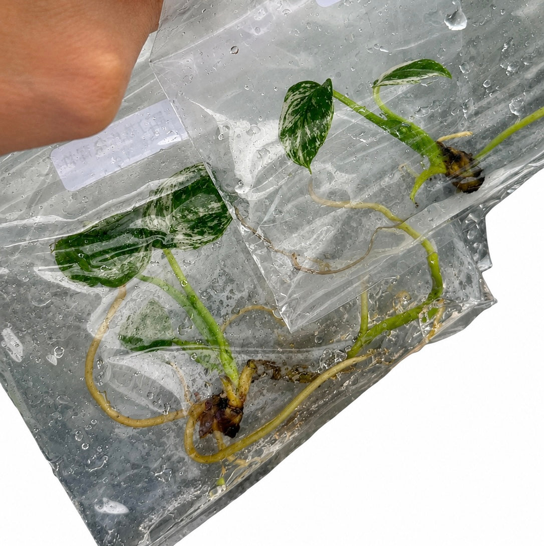 Monstera Deliciosa ‘Devil Monster’ – Tissue Culture Plantlets | Wholesale Set of 10 Plants | Authentic Lab-Grown
