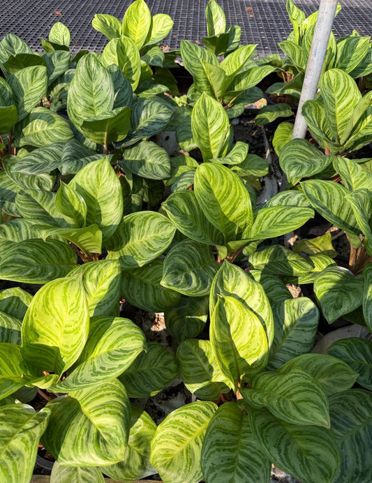 Aglaonema “Donut” | Set of 5 Plants