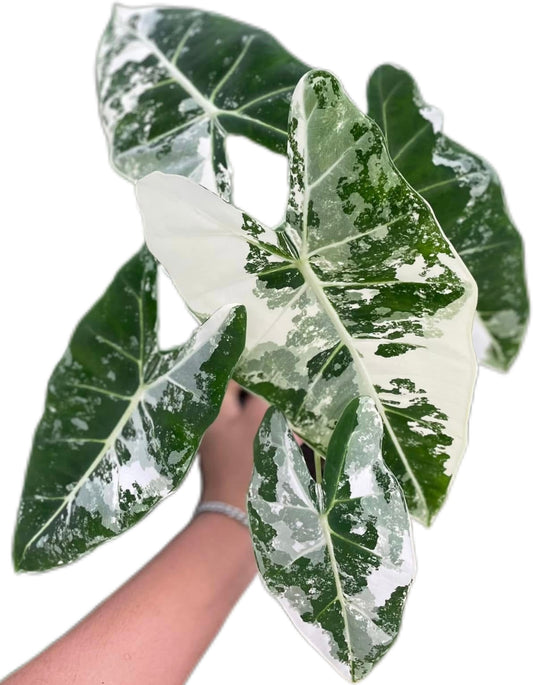 Alocasia Frydek Albo Variegated