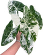 Alocasia Frydek Albo Variegated