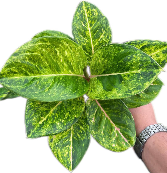 Aglaonema “Kham Lai Yhok”