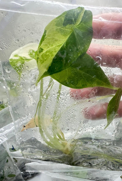 Alocasia Dragon Scale Variegated – Tissue Culture (Wholesale)