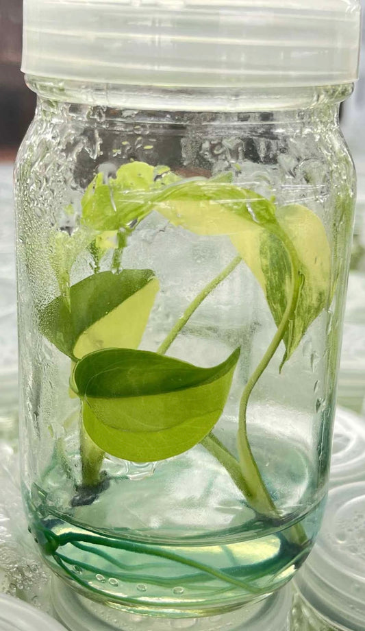Monstera Deliciosa “Yellow Marilyn” Tissue Culture – Wholesale