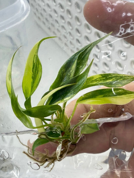 Philodendron Florida Beauty x Tortum – Tissue Culture Wholesale