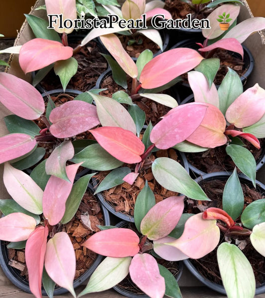Philodendron Cherry Red Mint Set of 5 Plants