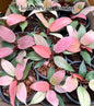 Philodendron Cherry Red Mint Set of 5 Plants