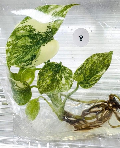 Monstera Thai Constellation High Variegated – Tissue Culture Wholesale