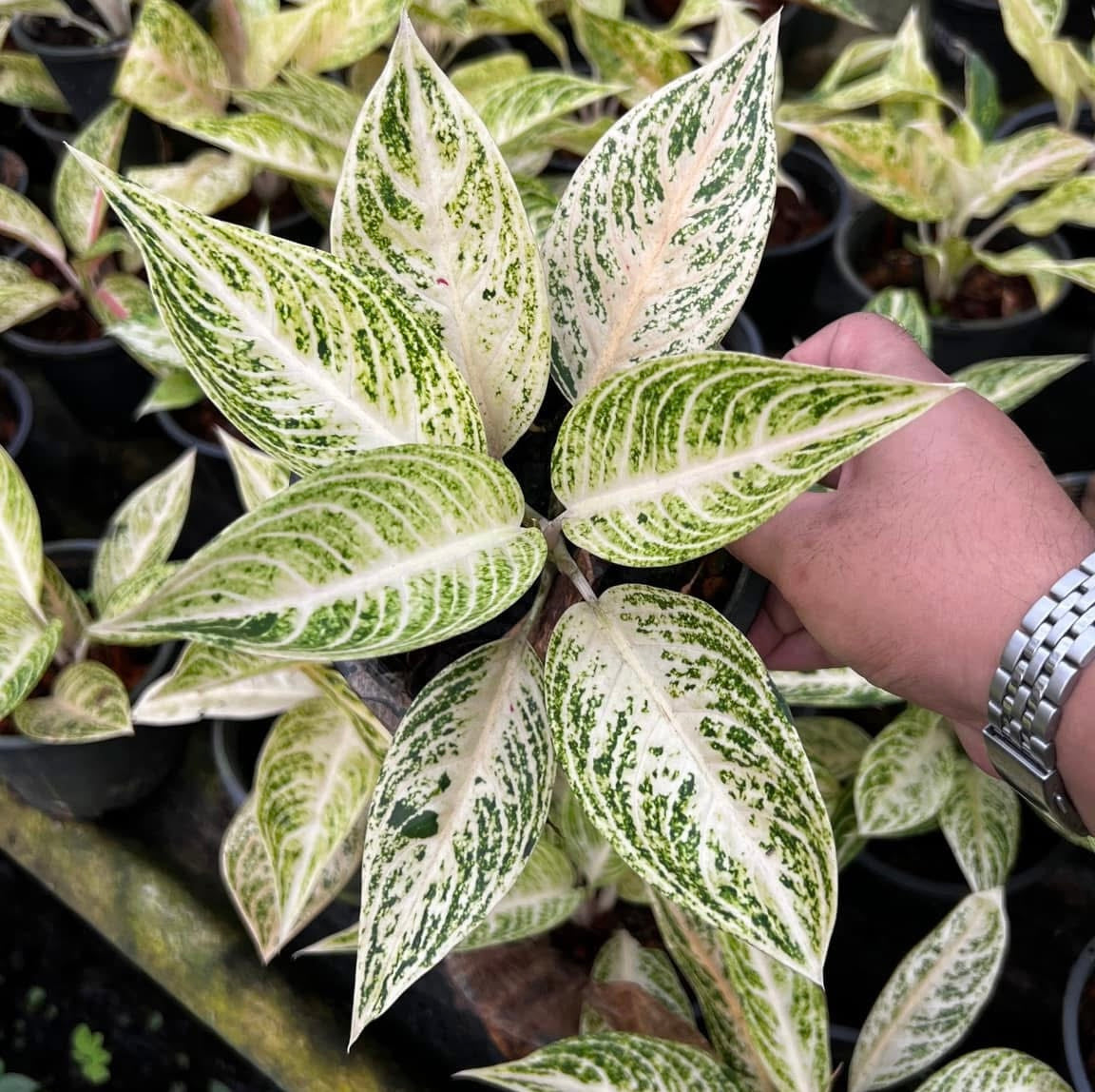 Aglaonema “White Legacy”