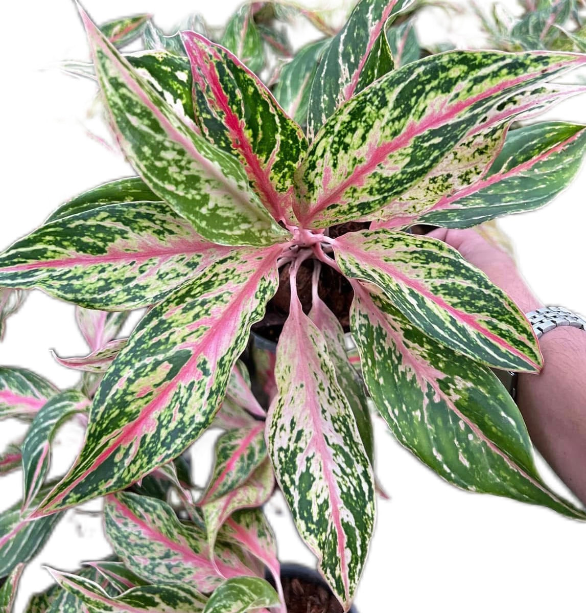 Aglaonema “Kwak Ham Mongkol”