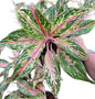 Aglaonema “Kwak Ham Mongkol”