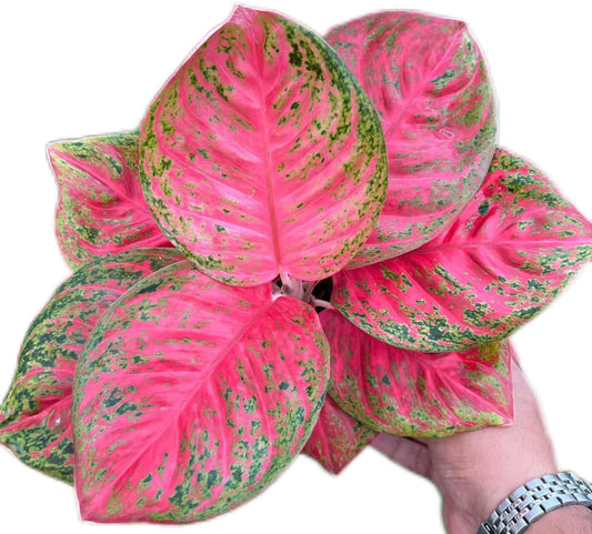 Aglaonema “Sombat Siam”