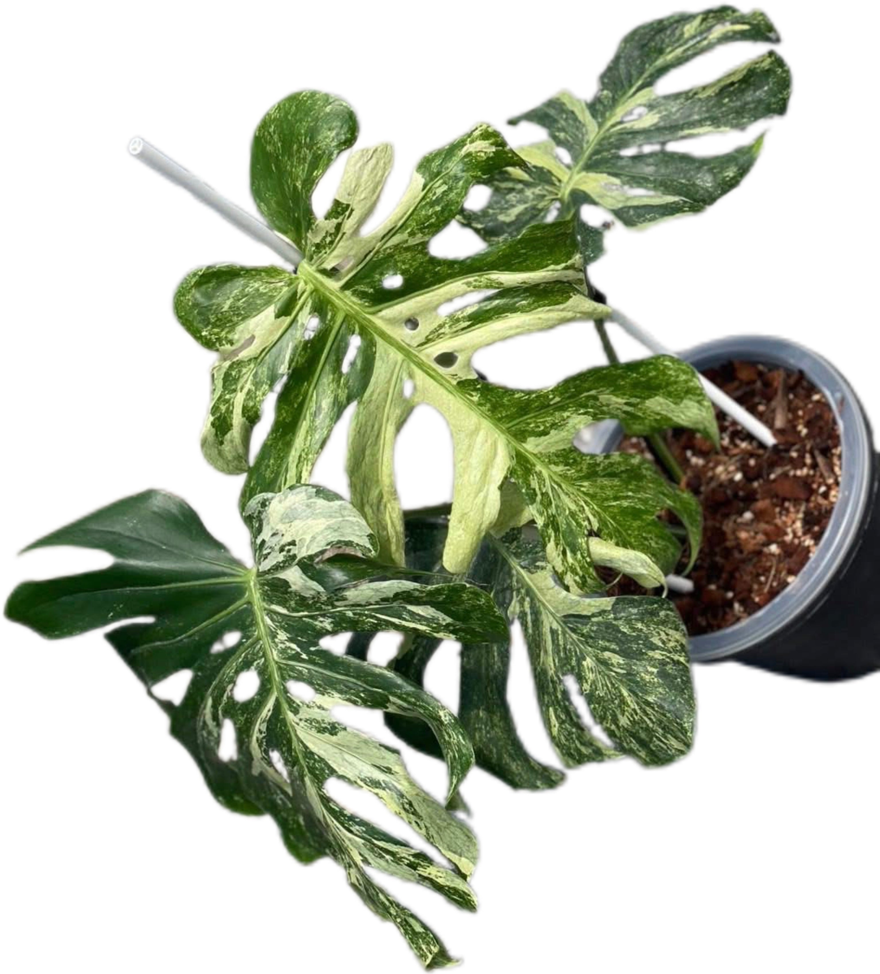 Buy Rare Monstera Deliciosa “MasterPiece” | Thailand Export