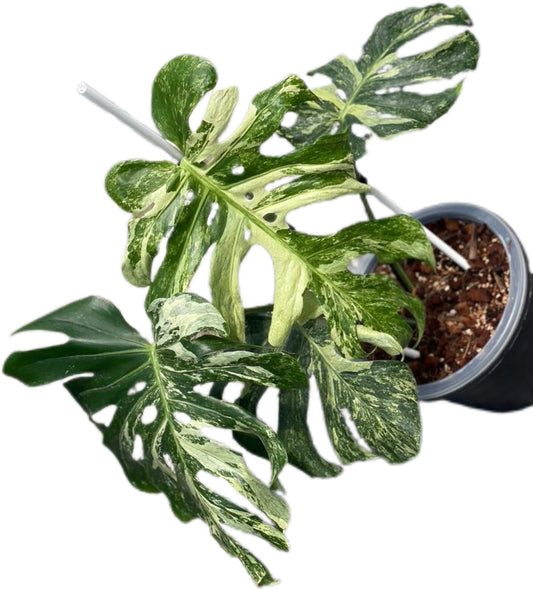Rare Monstera Deliciosa “MasterPiece”