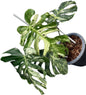 Rare Monstera Deliciosa “MasterPiece”