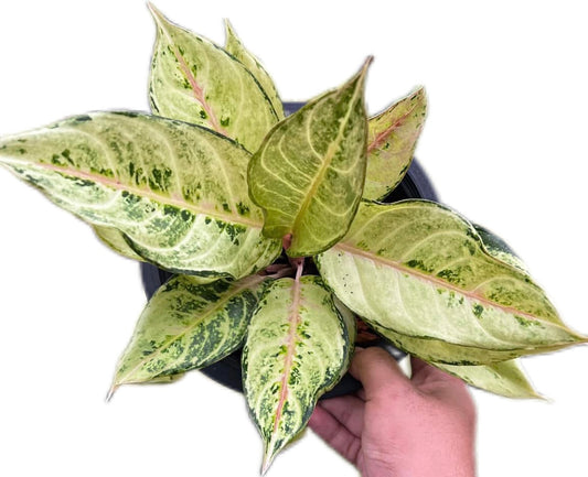 Aglaonema “Lucky”