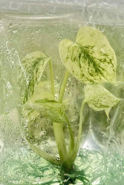 Monstera Deliciosa “Mint” NOID – Tissue Culture Wholesale