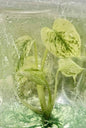 Monstera Deliciosa “Mint” NOID – Tissue Culture Wholesale