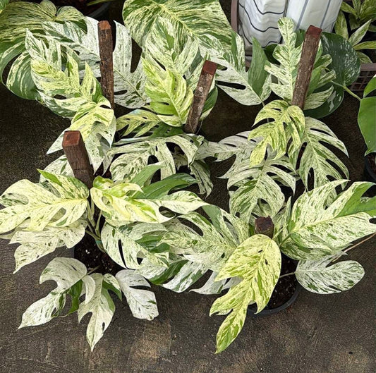 Epipremnum Pinnatum Marble Variegated Big Set of 5 Plants