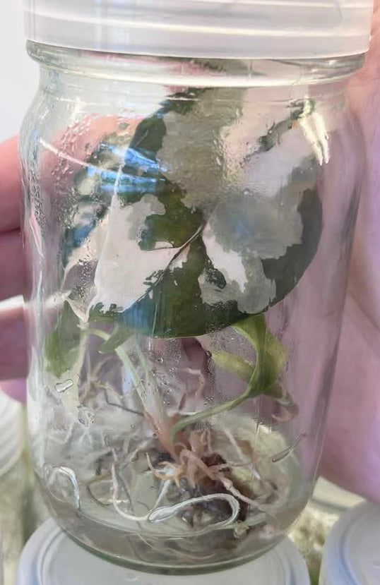 Alocasia Chantrieri Variegated – Tissue Culture Wholesale