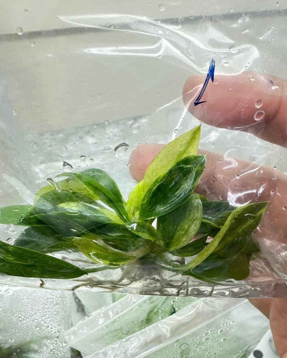 Philodendron Birkin Aurea Variegated – Tissue Culture Wholesale