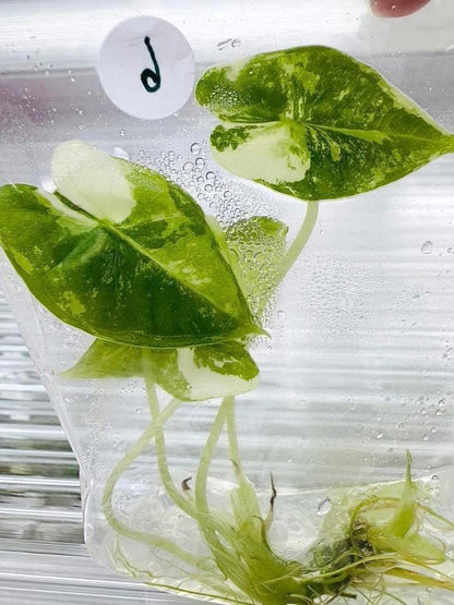 Alocasia Frydek Albo Variegated – Tissue Culture (Wholesale)