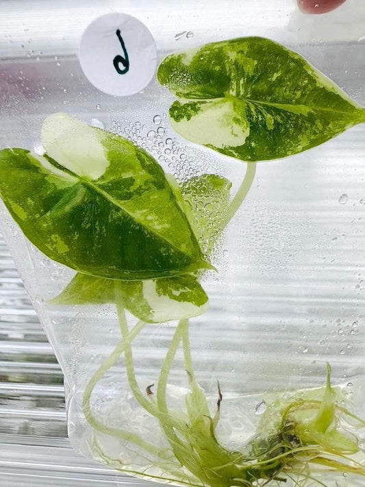 Alocasia Frydek Albo Variegated – Tissue Culture (Wholesale)
