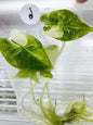 Alocasia Frydek Albo Variegated – Tissue Culture (Wholesale)