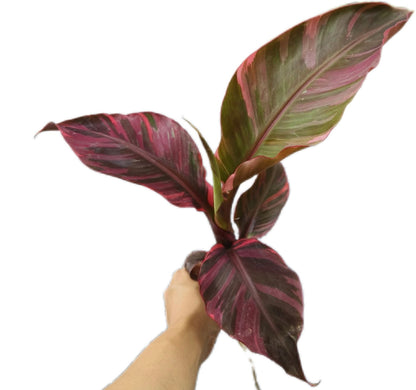 Musa acuminata 'Nono Pink' - Rare Pink Variegated Banana