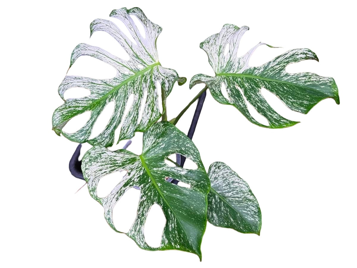 Monstera deliciosa ‘Devil Monster’ — Well-Rooted 4-Leaf Top Cut