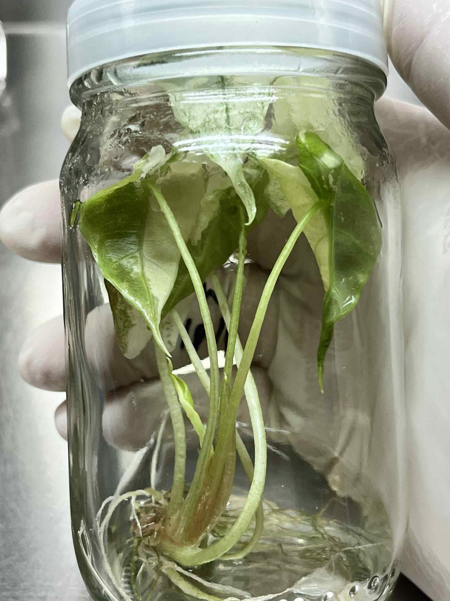 Alocasia Sanderiana Pink Variegated Tissue Culture – Wholesale