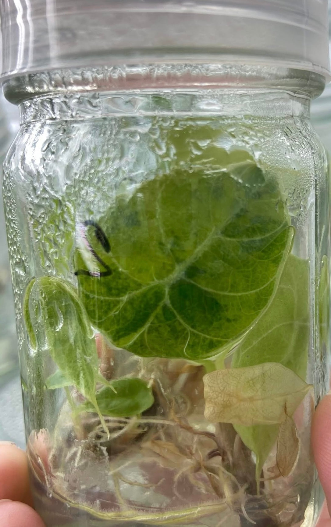 Alocasia Watsoniana Doff Aurea Variegated – Tissue Culture (Wholesale)
