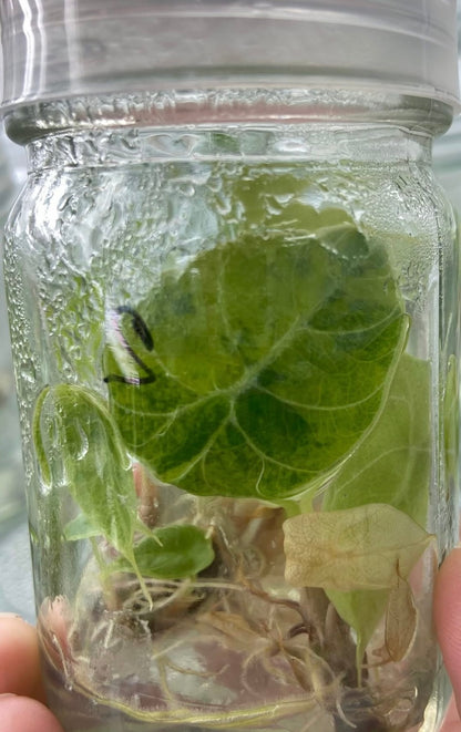 Alocasia Watsoniana Doff Aurea Variegated – Tissue Culture (Wholesale)