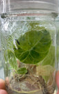 Alocasia Watsoniana Doff Aurea Variegated – Tissue Culture (Wholesale)