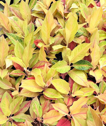 Aglaonema ‘Yellow Delight’ | Wholesale Set of 10 Plants
