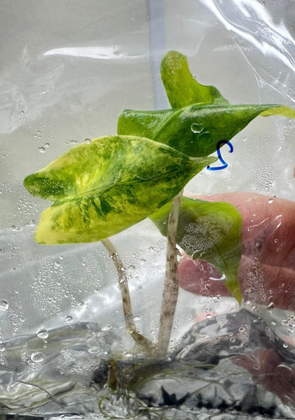 Alocasia Zebrina Aurea Variegated – Tissue Culture (Wholesale)