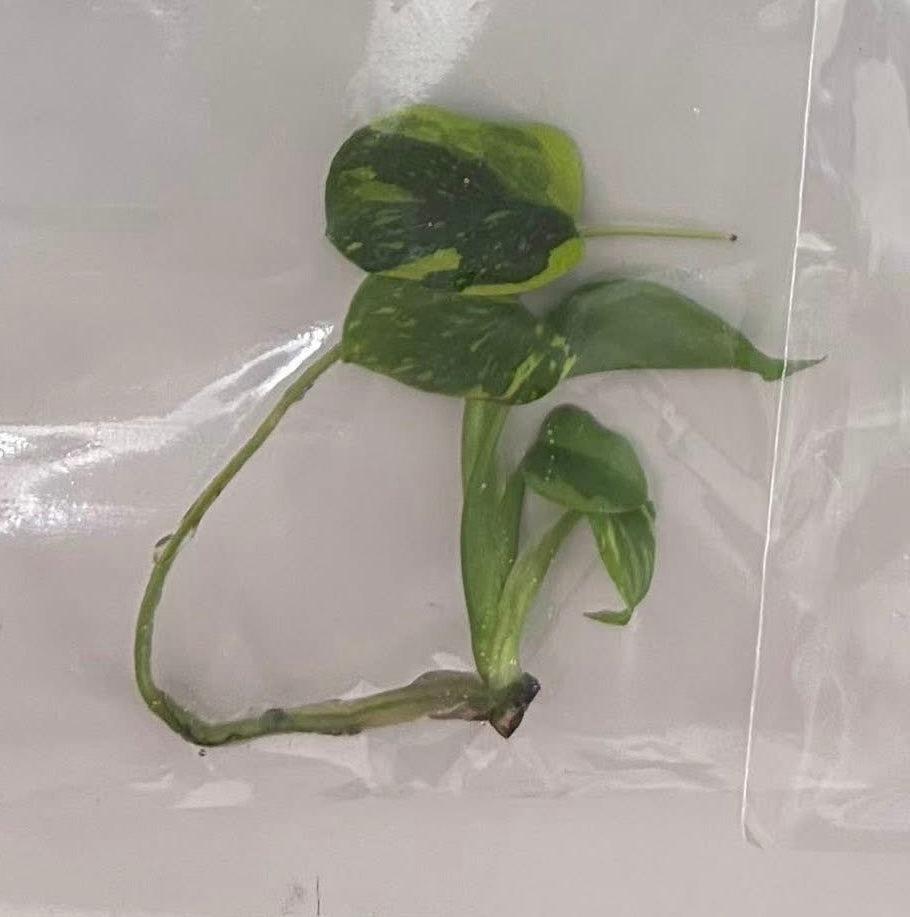 monstera tissue culture Buy Aglaonema “Mahasettee” Bundle of 5 Pl…