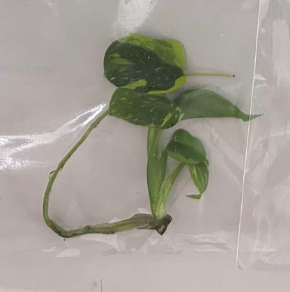 Monstera Deliciosa “Electrolyte”– Tissue Culture Wholesale ( Available Soon)