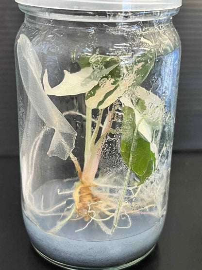Alocasia Chantrieri Variegated – Tissue Culture Wholesale