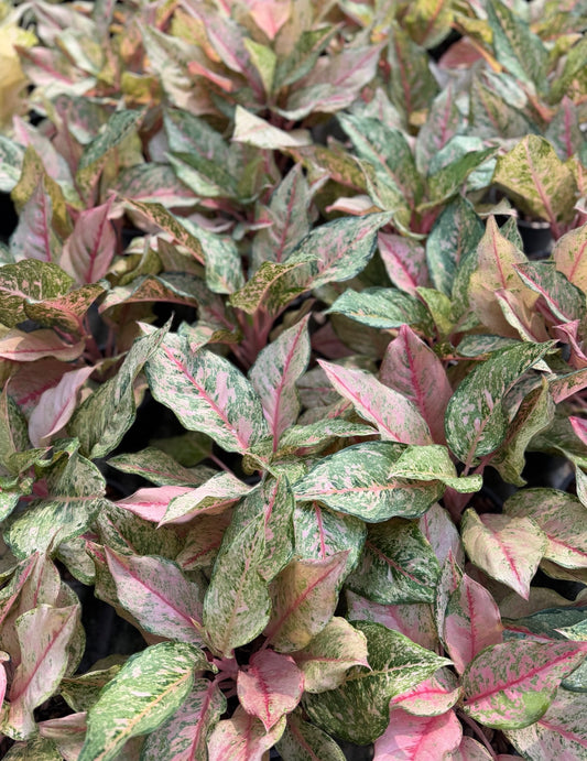 Aglaonema “Pink Catherine” | Set of 10 Plants