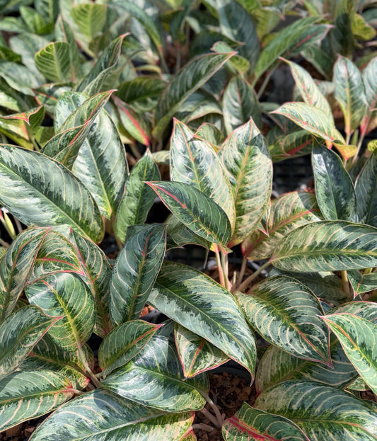 Aglaonema “Sari” | Set of 10 Plants