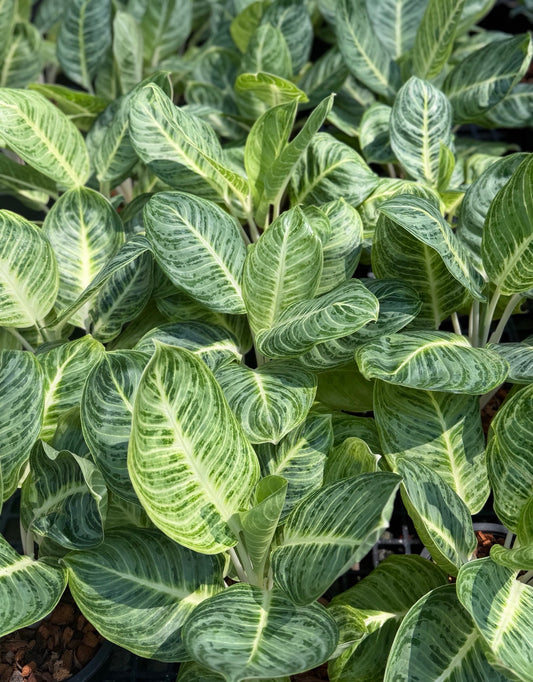 Aglaonema “Lemonade” (Size L) | Set of 5 Plants