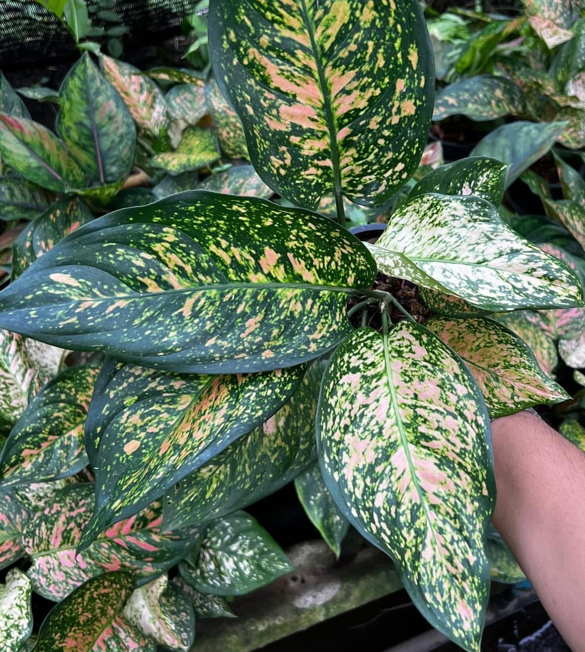 Aglaonema “Aynmanee Som”