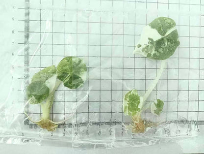 Alocasia Nebula Albo Variegated – Tissue Culture