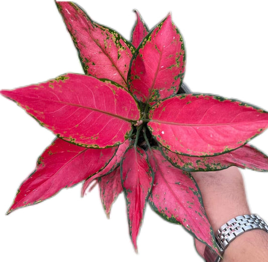 Aglaonema “Manee Rung Ruang”