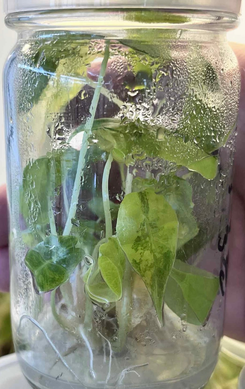 Alocasia Longiloba Aurea Variegated – Tissue Culture (Wholesale)