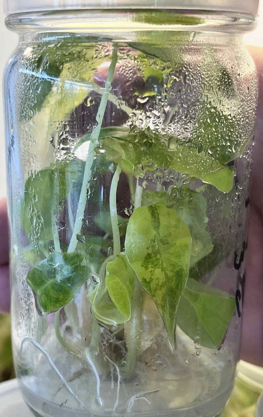 Alocasia Amazonica Aurea Variegated – Tissue Culture Wholesale