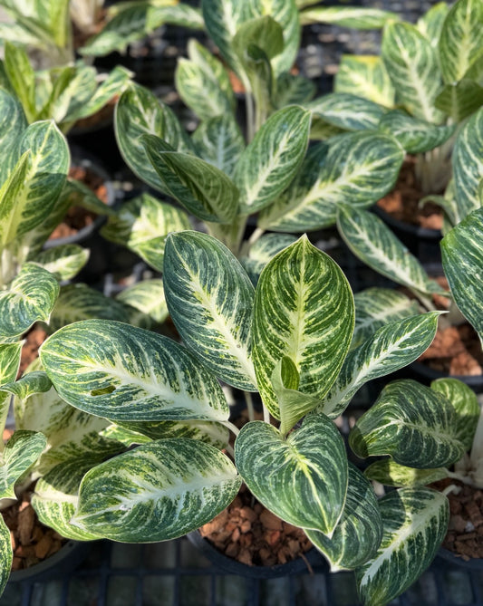 Aglaonema “Emily” | Set of 5 Plants
