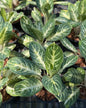 Aglaonema “Emily” | Set of 5 Plants