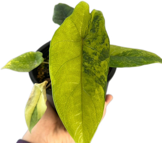 Alocasia Scalprum Variegated